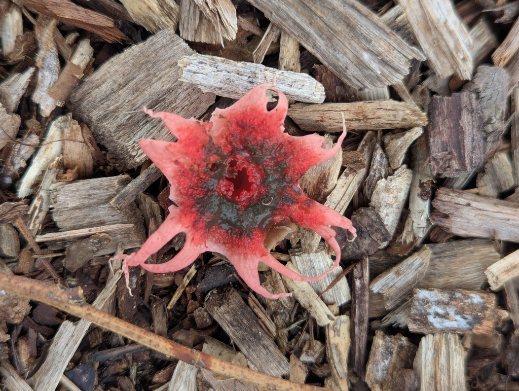 Aseroe rubra · April 2025 · photo: © rosiekstein (iNaturalist, cc-by)