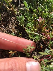 Lithophragma glabrum
