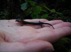 Desmognathus imitator