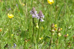 Dactylorhiza maculata