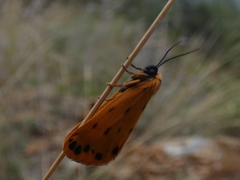 Setina aurita