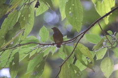 Euphonia pectoralis