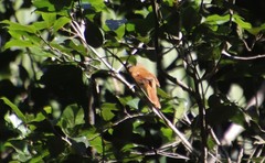 Pachyramphus castaneus