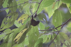 Euphonia pectoralis