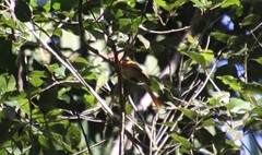 Pachyramphus castaneus