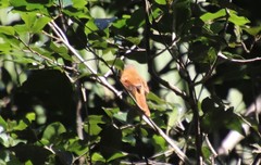 Pachyramphus castaneus