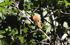 Pachyramphus castaneus