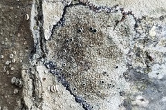 Lecanora meridionalis