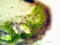 Lecanora meridionalis