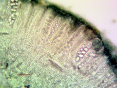 Lecanora meridionalis