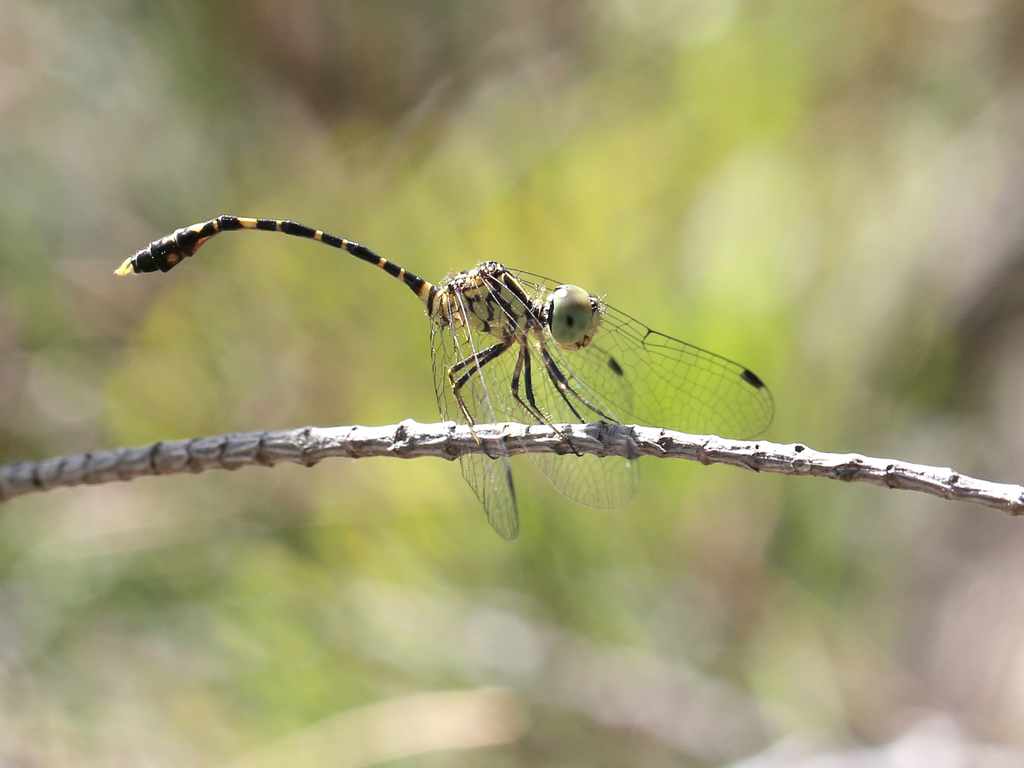 Common Archtail