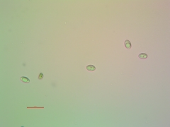 Lecanora meridionalis