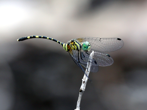 Common Archtail photo 3