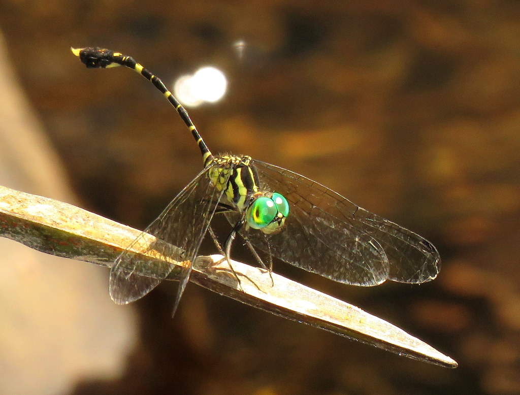 Common Archtail
