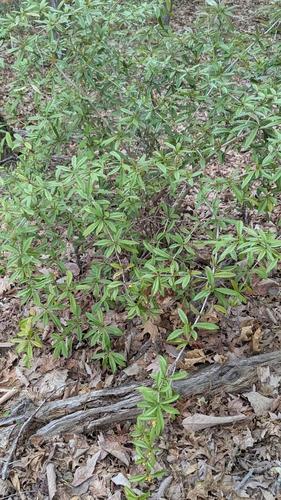 Image of Berberis julianae by (c) Erin Lalime, some rights reserved (CC BY)