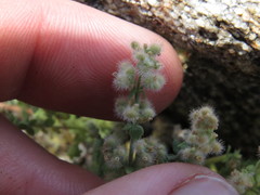 Galium parishii