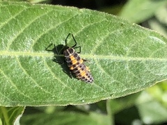 Coccinellini