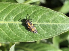 Coccinellini