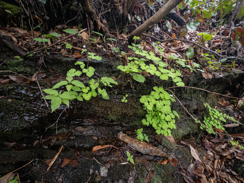 Thalictrum clavatum; photograph (c) Scott Morris, some rights reserved (CC BY)