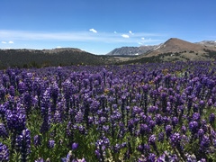 Lupinus lepidus confertus