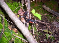 Plethodon jordani
