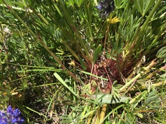 Lupinus lepidus confertus