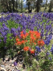 Lupinus lepidus confertus