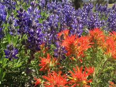 Lupinus lepidus confertus
