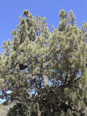 Pinus coulteri