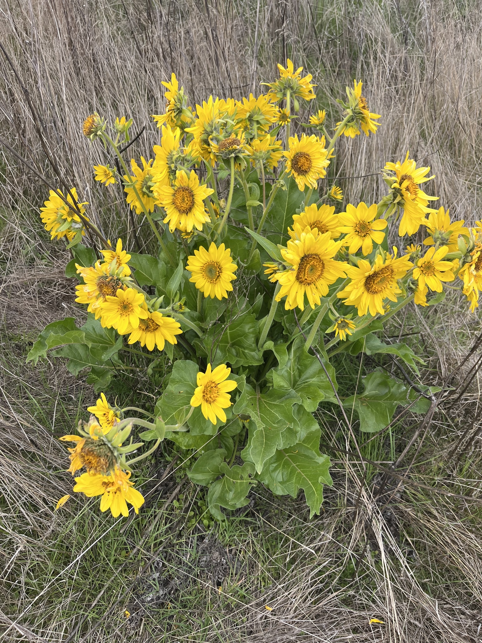 Balsamorhiza deltoidea