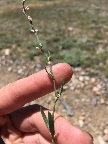 Image of Polygonum sawatchense by (c) Martin Purdy, some rights reserved (CC BY)