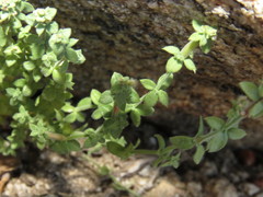 Galium parishii