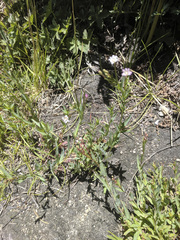 Epilobium glaberrimum glaberrimum