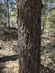 Pinus lambertiana