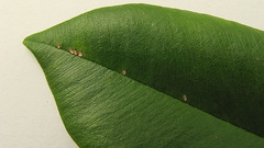 Machaerium condensatum