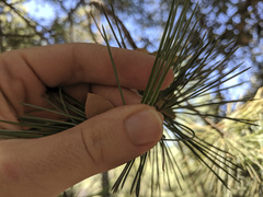 Pinus lambertiana
