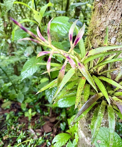 Tillandsia leiboldiana, photograph 5