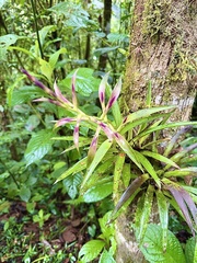 Tillandsia leiboldiana, photograph author not stated, no rights reserved