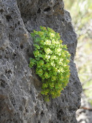 Perityle quinqueflora