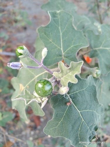 Image of Solanum violaceum by no rights reserved