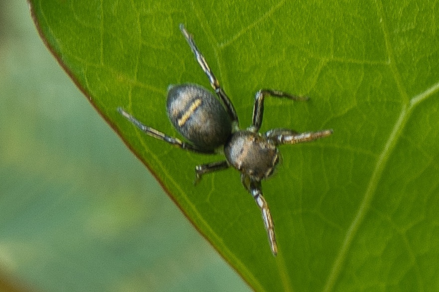 Pachomius ministerialis