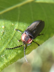 Ellychnia californica