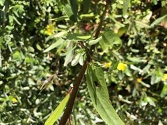 Ellychnia californica