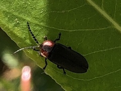 Ellychnia californica
