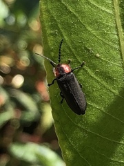 Ellychnia californica