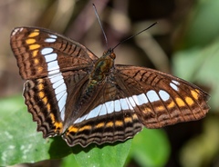 Adelpha alala