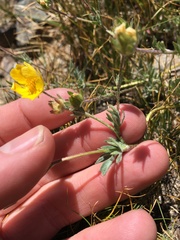 Potentilla breweri