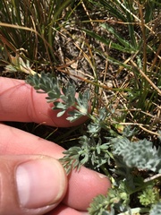 Potentilla breweri