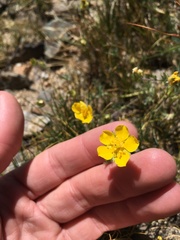 Potentilla breweri