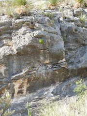 Perityle quinqueflora